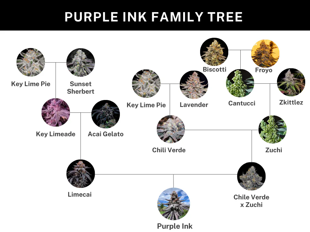 Purple Ink - Umami Seed Co - immagine 6