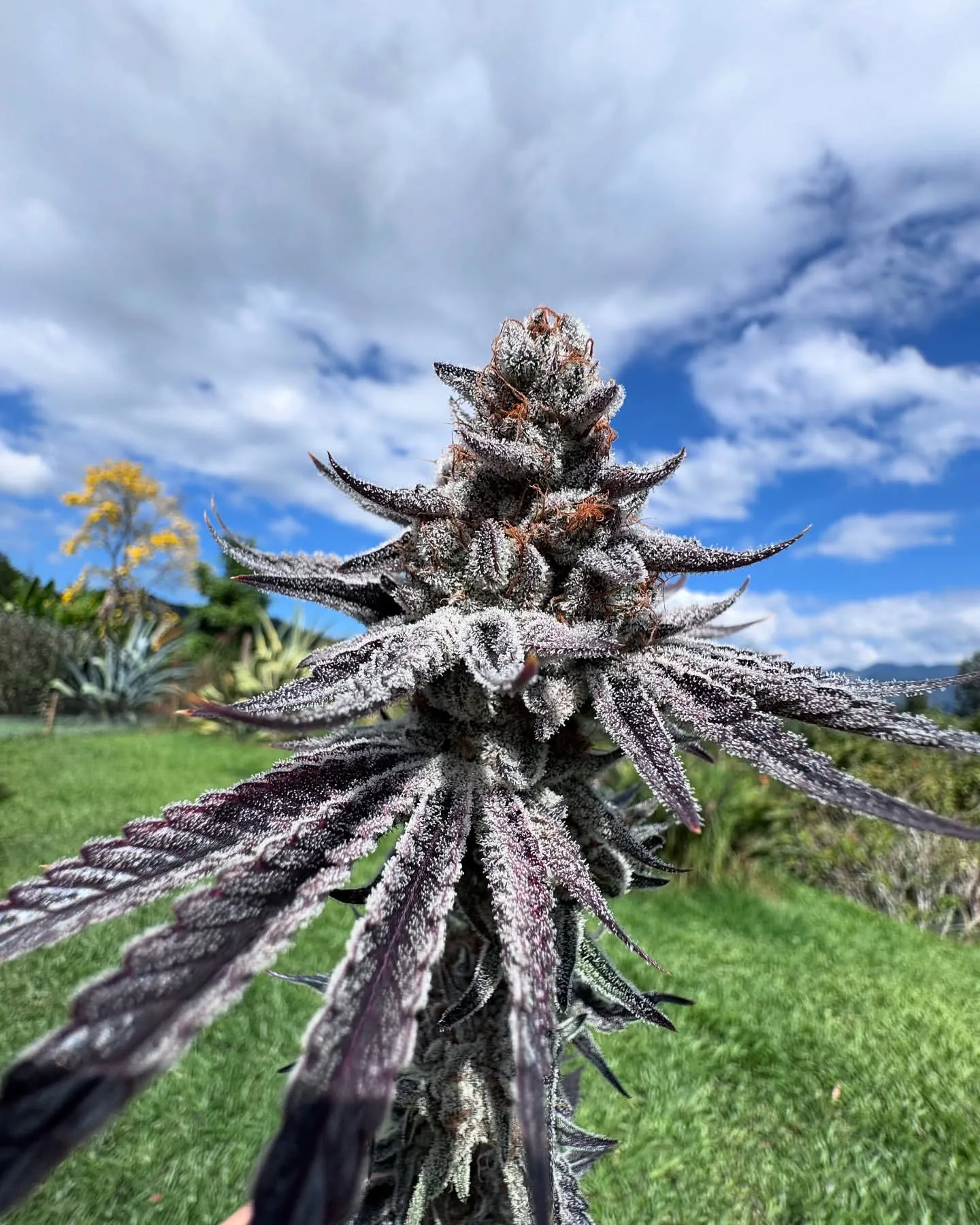 Purple Ink - Umami Seed Co - immagine 2
