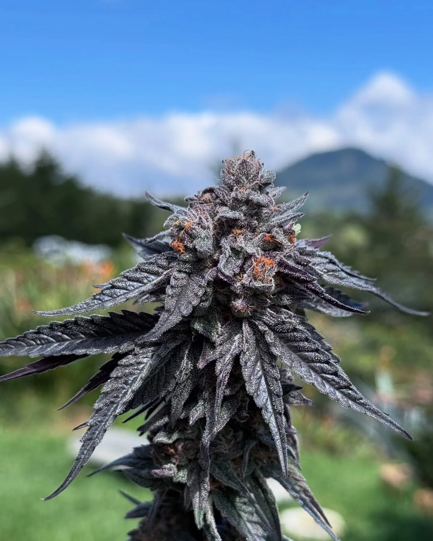 Purple Ink - Umami Seed Co - immagine 3