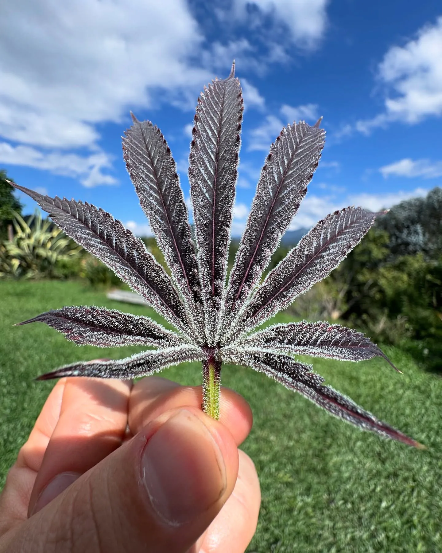 Purple Ink - Umami Seed Co - immagine 4