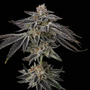 purple ink umami seed