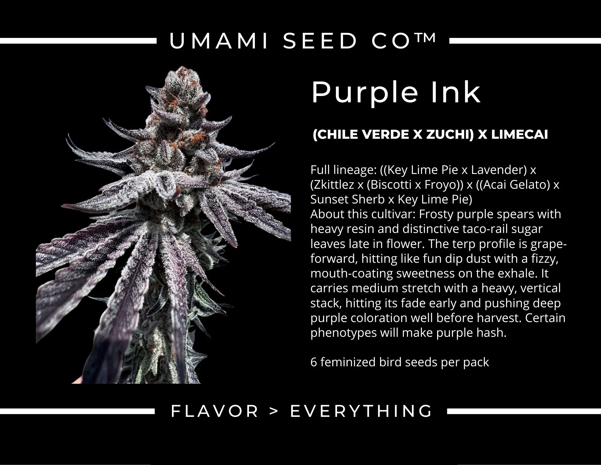 Purple Ink - Umami Seed Co - immagine 5