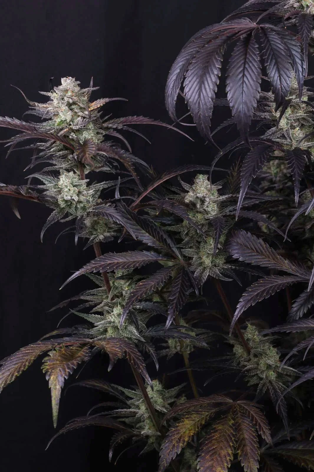 Strawberry Gorilla Auto RF3 - FastBud420 - immagine 5