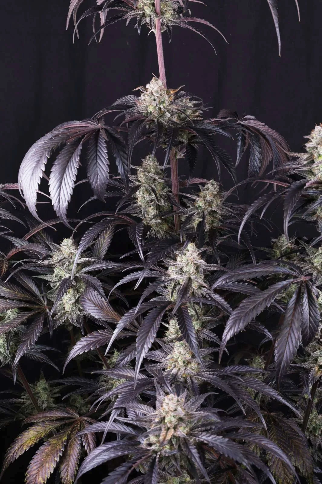 Strawberry Gorilla Auto RF3 - FastBud420 - immagine 4