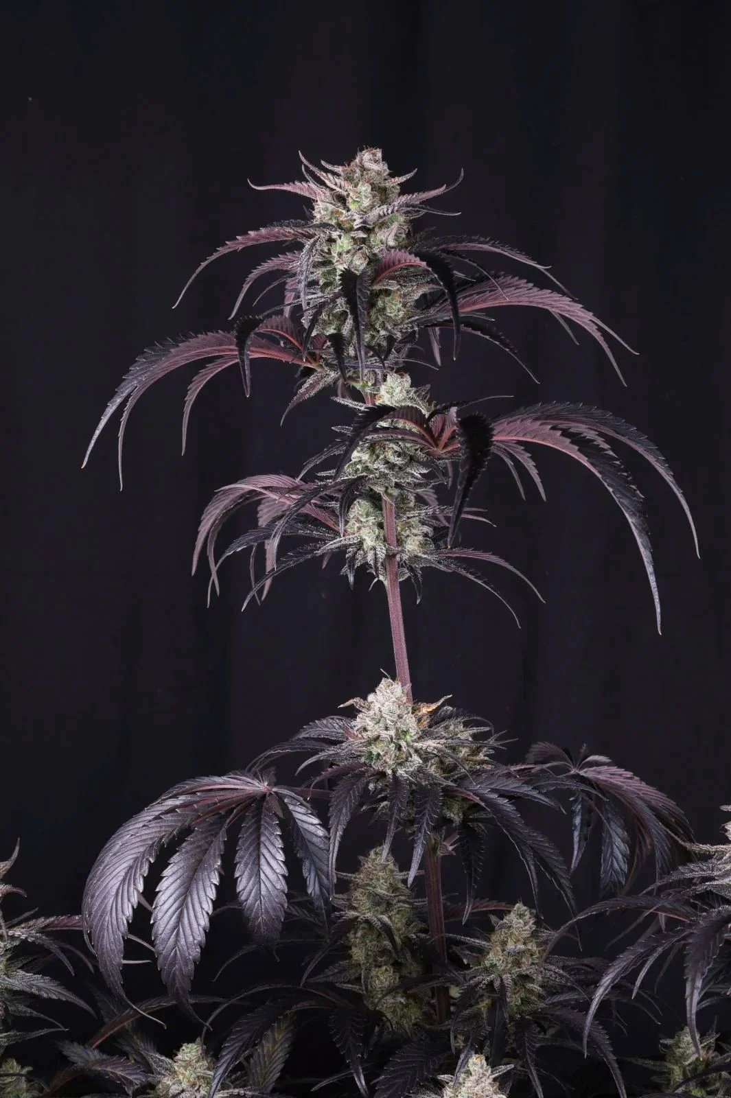Strawberry Gorilla Auto RF3 - FastBud420 - immagine 3