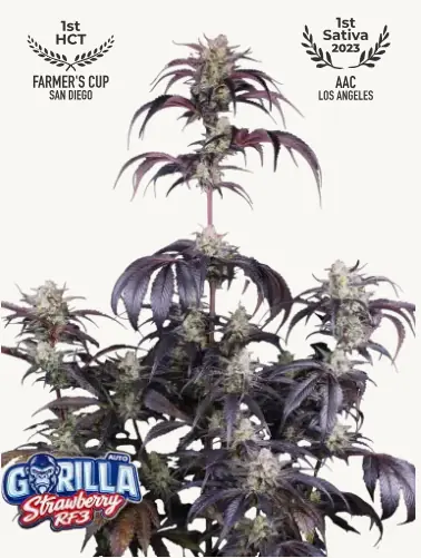 Strawberry Gorilla Auto RF3