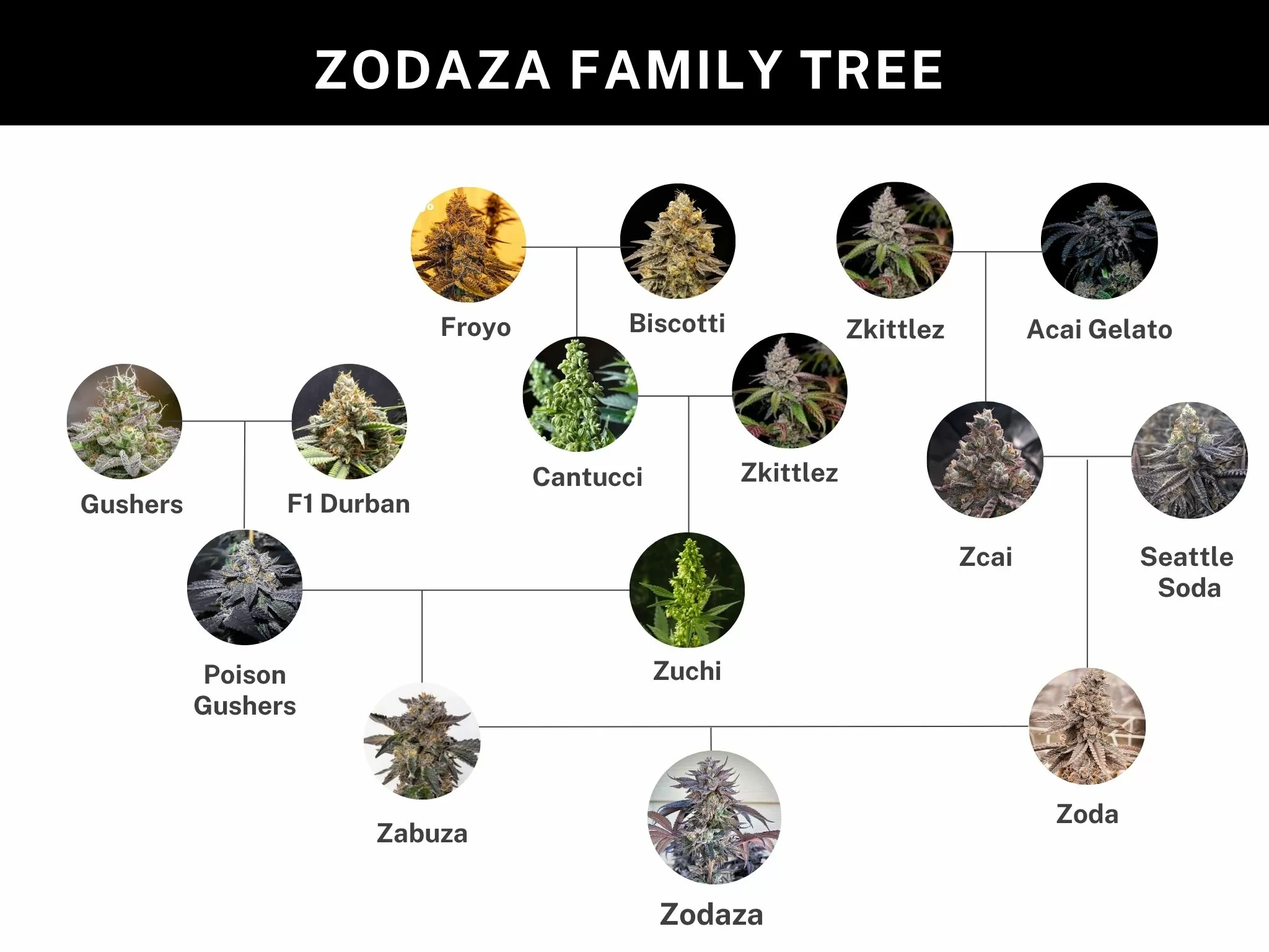 Zodaza - Umami Seed Co - immagine 5