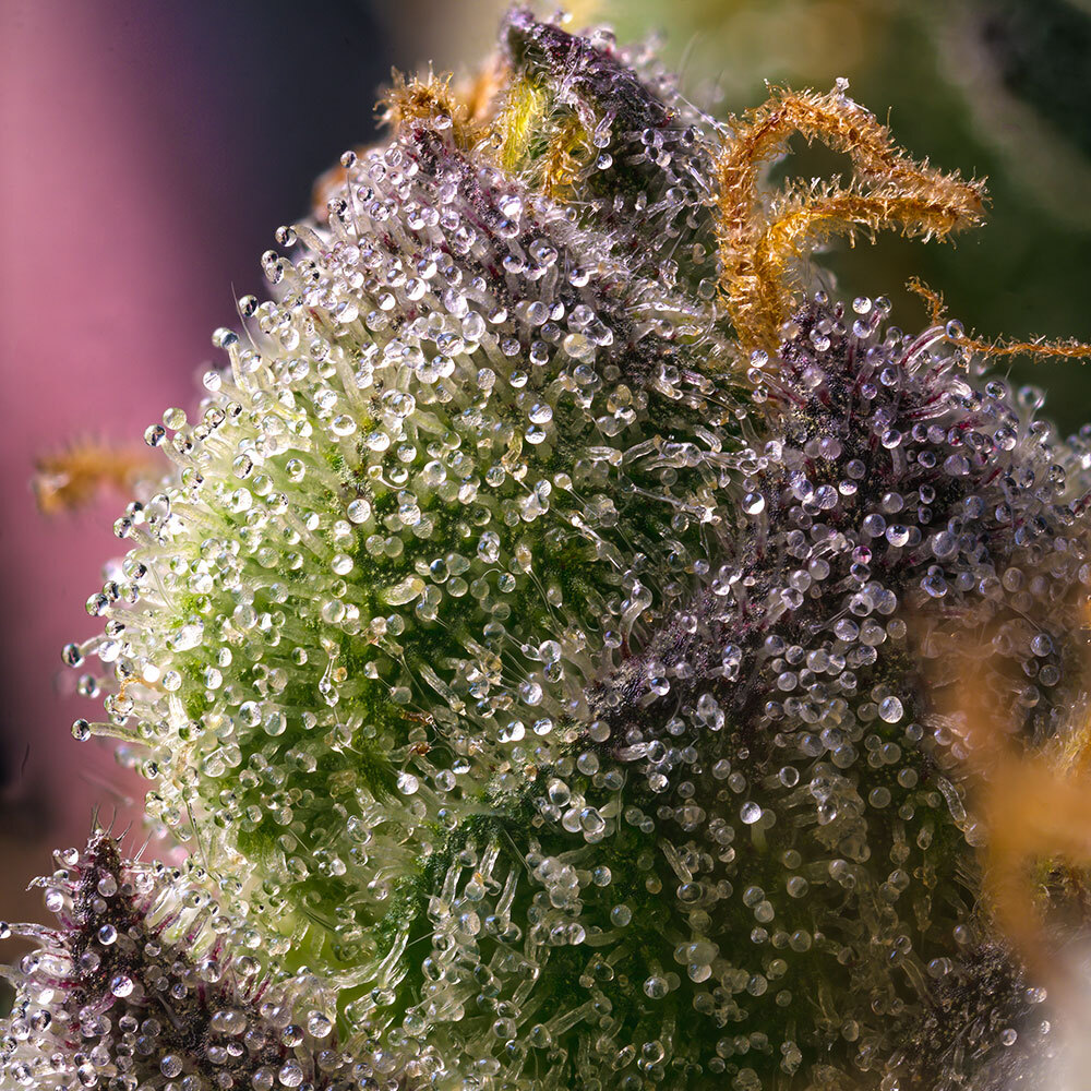 Hindu Kush - Barney's Farm - immagine 5