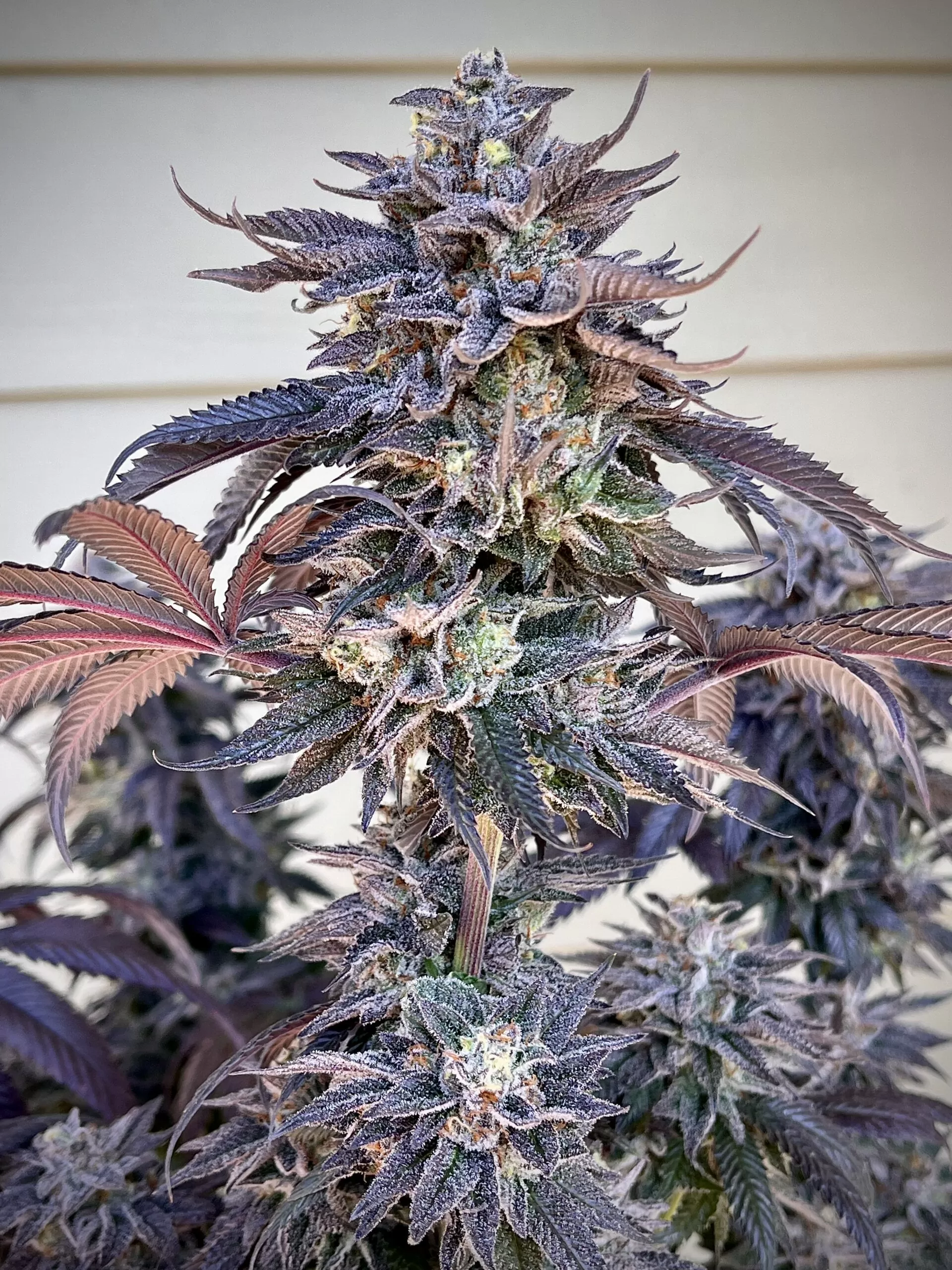 Zodaza - Umami Seed Co - immagine 4