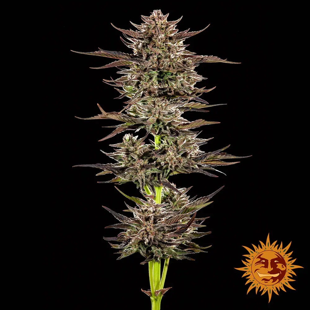 Frosted Zinn x 3 Bears OG Auto - Barney's Farm - immagine 2