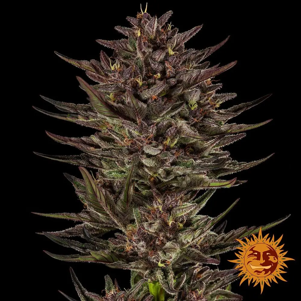 Frosted Zinn x Cookie Dog Auto - Barney's Farm - immagine 3