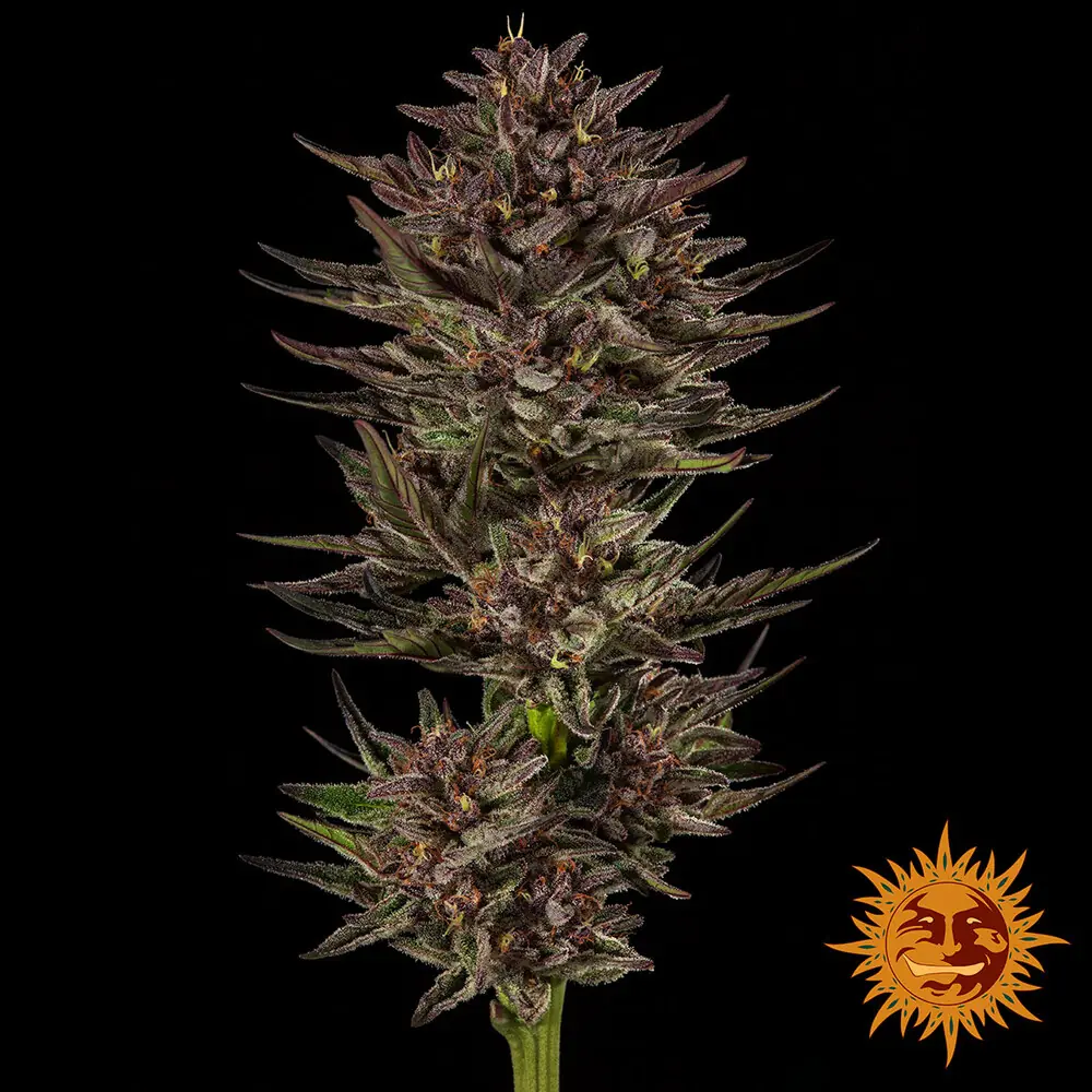Frosted Zinn x Cookie Dog Auto - Barney's Farm - immagine 2